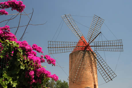 Blumen und eine windmuhle in mallorca foto