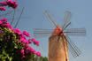 Blumen Und Eine Windmuhle In Mallorca