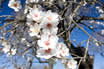 Mandel Blumen Fruehling Mallorca