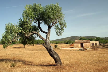 Tree with an old house and rural surroundings in majorca photo