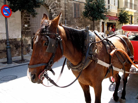 Cavallo tirando una carrozza a palma di maiorca foto