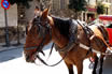 Cavallo Tirando Una Carrozza A Palma Di Maiorca