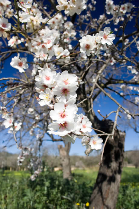 Flori de migdal primavara in mallorca foto